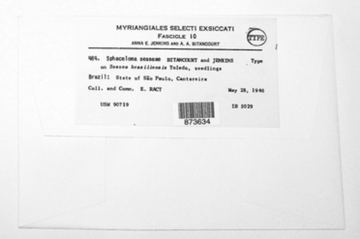 Sphaceloma sesseae image